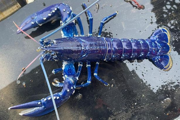 fo.Stunned British Fisherman Catches Ultra-Rare Blue Lobster, Dubbed ...