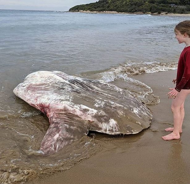 Huge 6ft 'alien creature' baffles beachgoers after washing up on shore