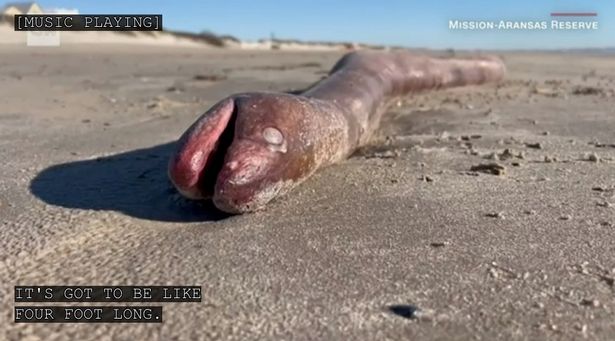 Mysterious legless sea 'creature' Found washed ashore with snake-like shape