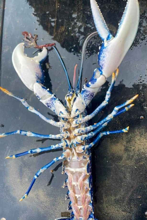 Stunned British Fisherman Catches Ultra-Rare Blue Lobster, Dubbed 'One in 2 Million,' and Immediately Releases It