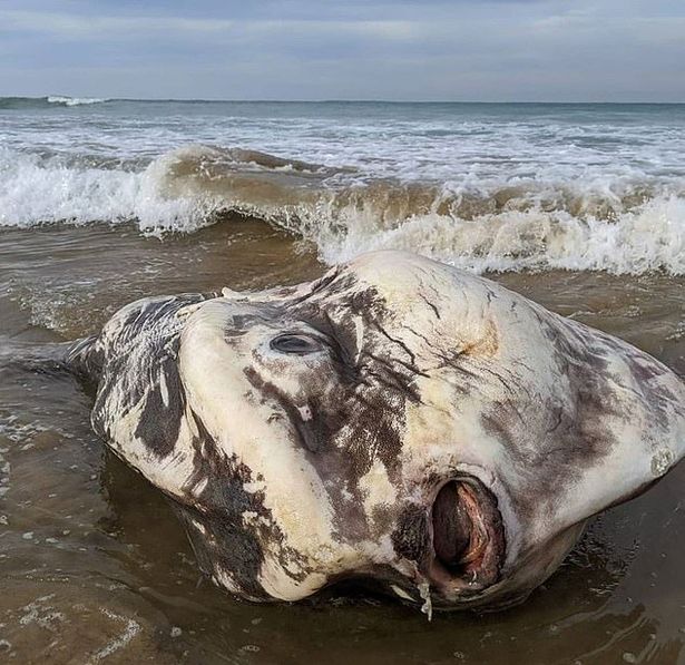 Huge 6ft 'alien creature' baffles beachgoers after washing up on shore