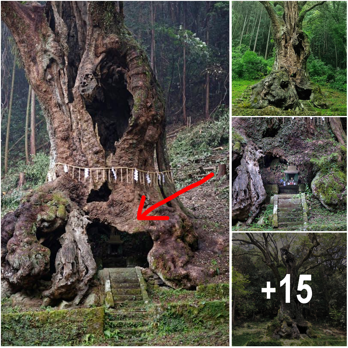 3,000-year-old sacred tree in Japan with a shrine inside.