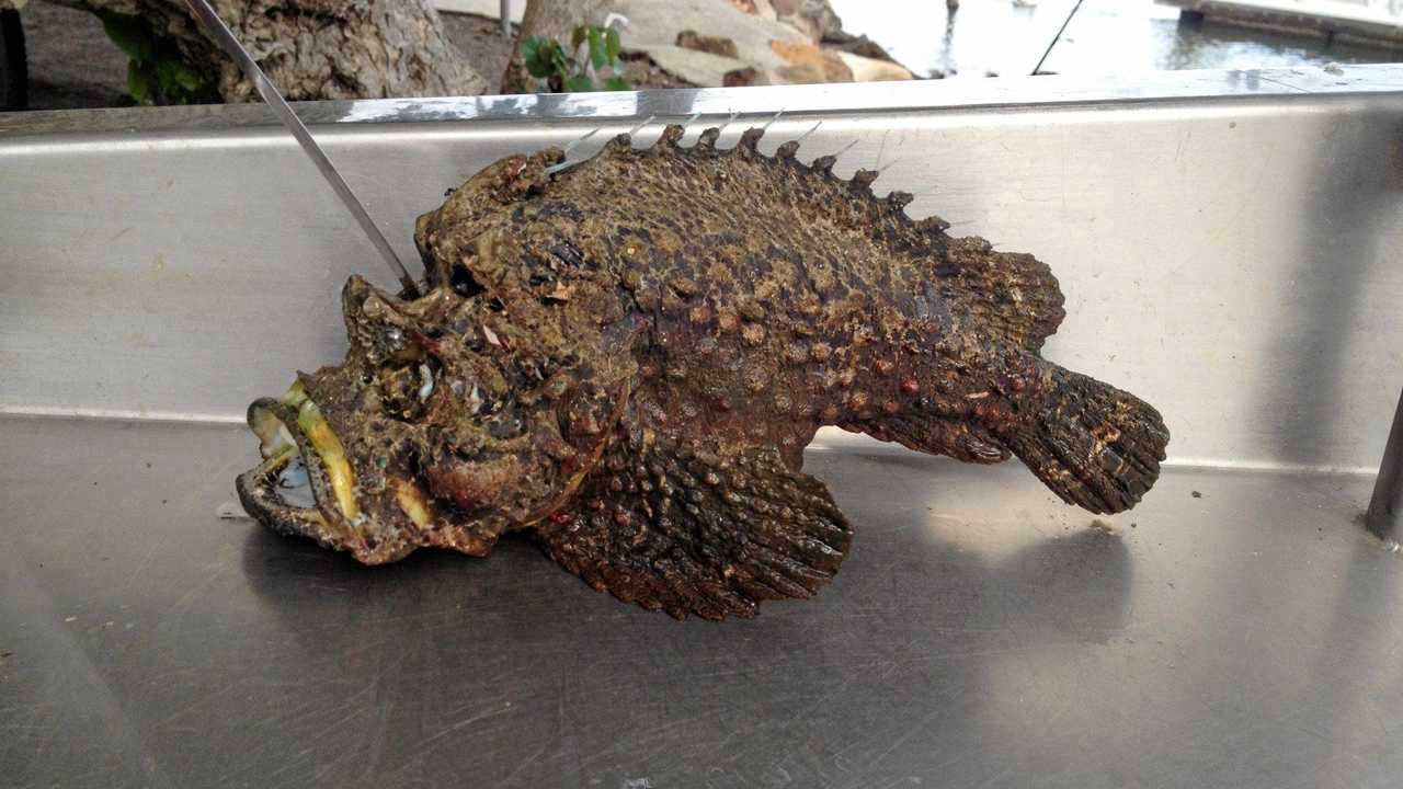 Darwin beachgoer spots most venomous fish in WORLD washed up on the beach - and nearly stepped on it