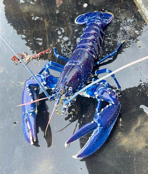 fo.Stunned British Fisherman Catches Ultra-Rare Blue Lobster, Dubbed ...