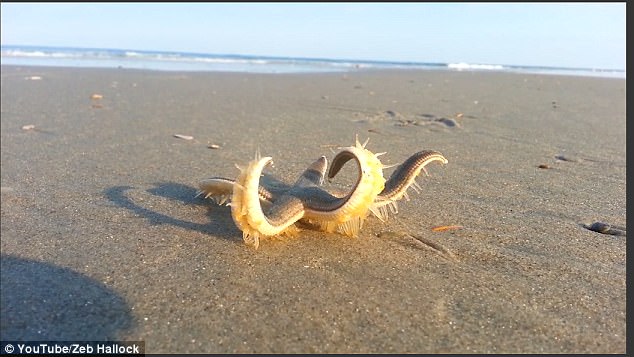 Finding his sea legs? Incredible footage shows a starfish 'walking' on a beach before being returned to the ocean