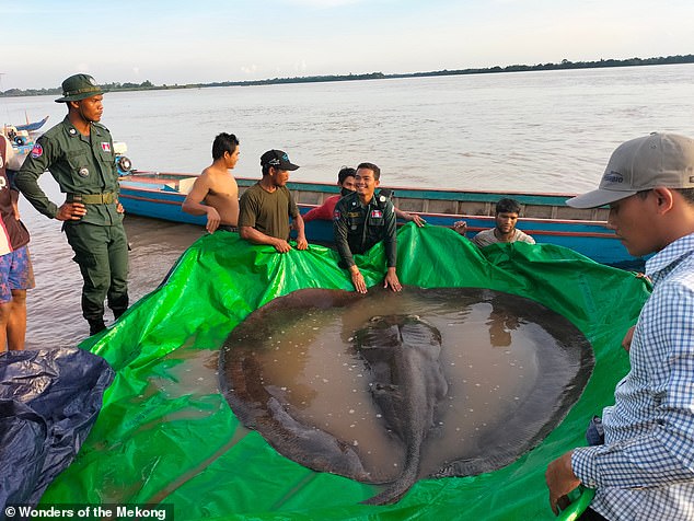Wow, a local fisherman in Cambodia саᴜɡһt the world’s largest ...