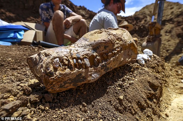 Fossil hunters unearth incredible 'Rosetta Stone' skeleton of a dinosaur that roamed Australia's vast inland sea 100million years ago