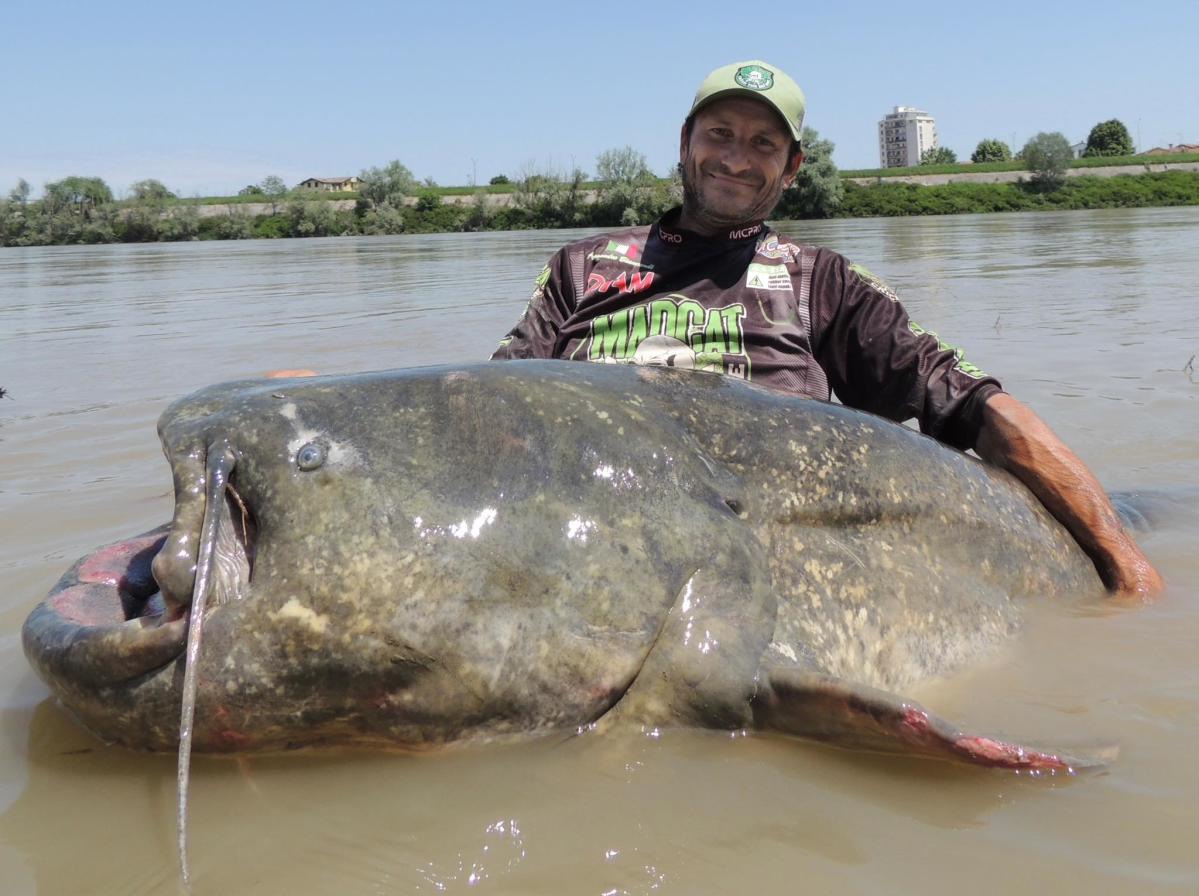 Sol.Breaking a world record in a river in Italy. Measuring an astonishing 9 feet, 4¼ inches, this epic catch has attracted the attention of anglers and enthusiasts worldwide.