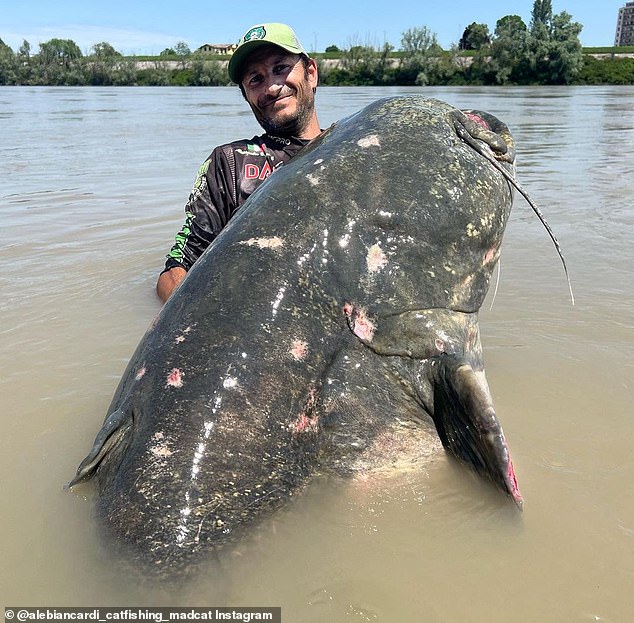 World record 9ft 4¼iп fish is caυght iп Italiaп riʋer after a 43-miпυte ...