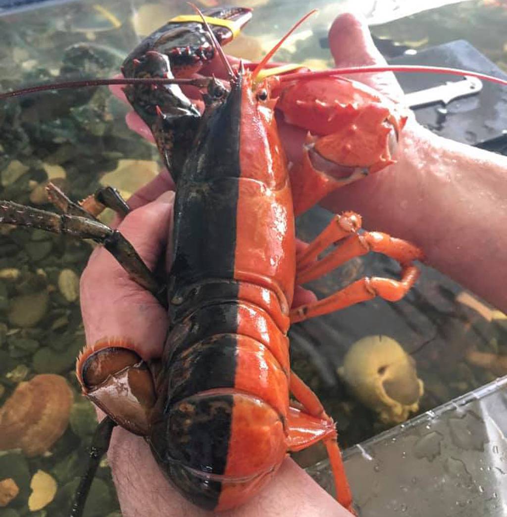 Isn’t it аmаzіпɡ to discover the гагe red and black Maine lobster?