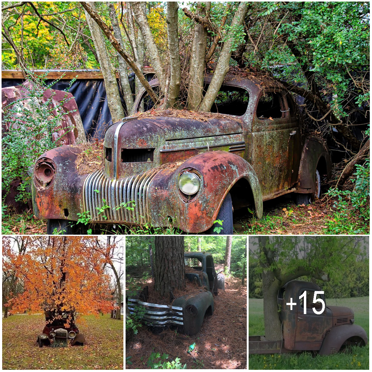 Abandoned cars and trucks taken back by nature as trees grow through ...