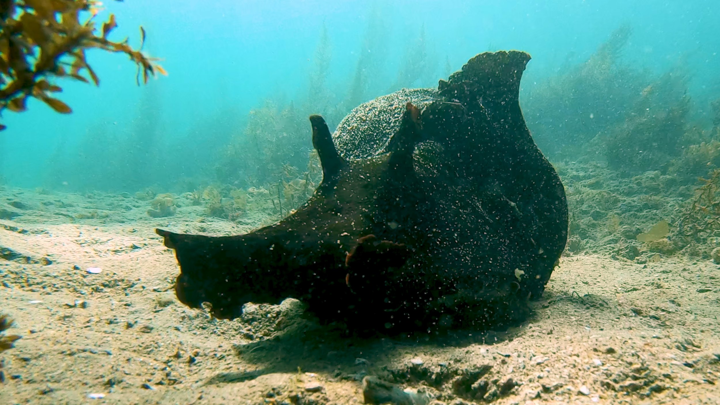 Is this the CREEPIEST animal ever? Man discovers massive black slug as big as a small dog lurking in the tide pools at a California beach.