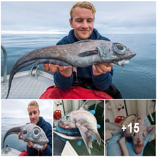 Fisherman, 19, reels in 'weird, dinosaur-like creature' off the ...