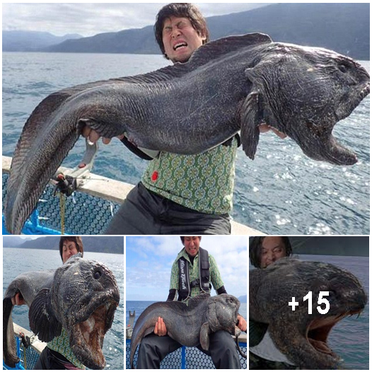 Fisherman reels in SUPER-FISH off the coast of Japan - Amazing Nature