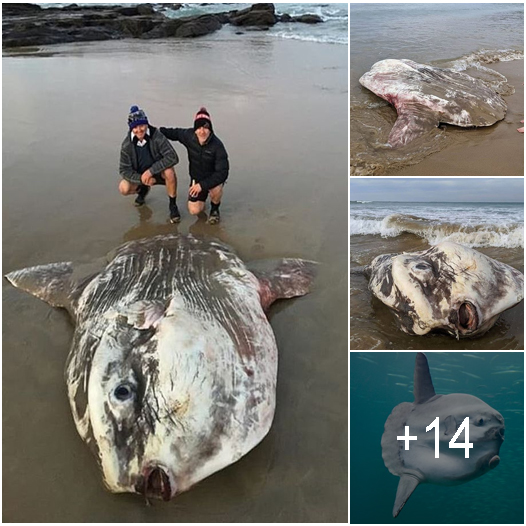 Cover Image for Huge 6ft ‘alien creature’ baffles beachgoers after washing up on shore