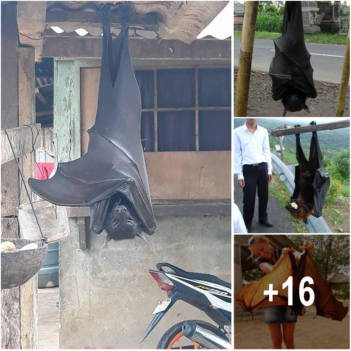 Human-sized bats are real and they love eating fruits - Amazing Nature