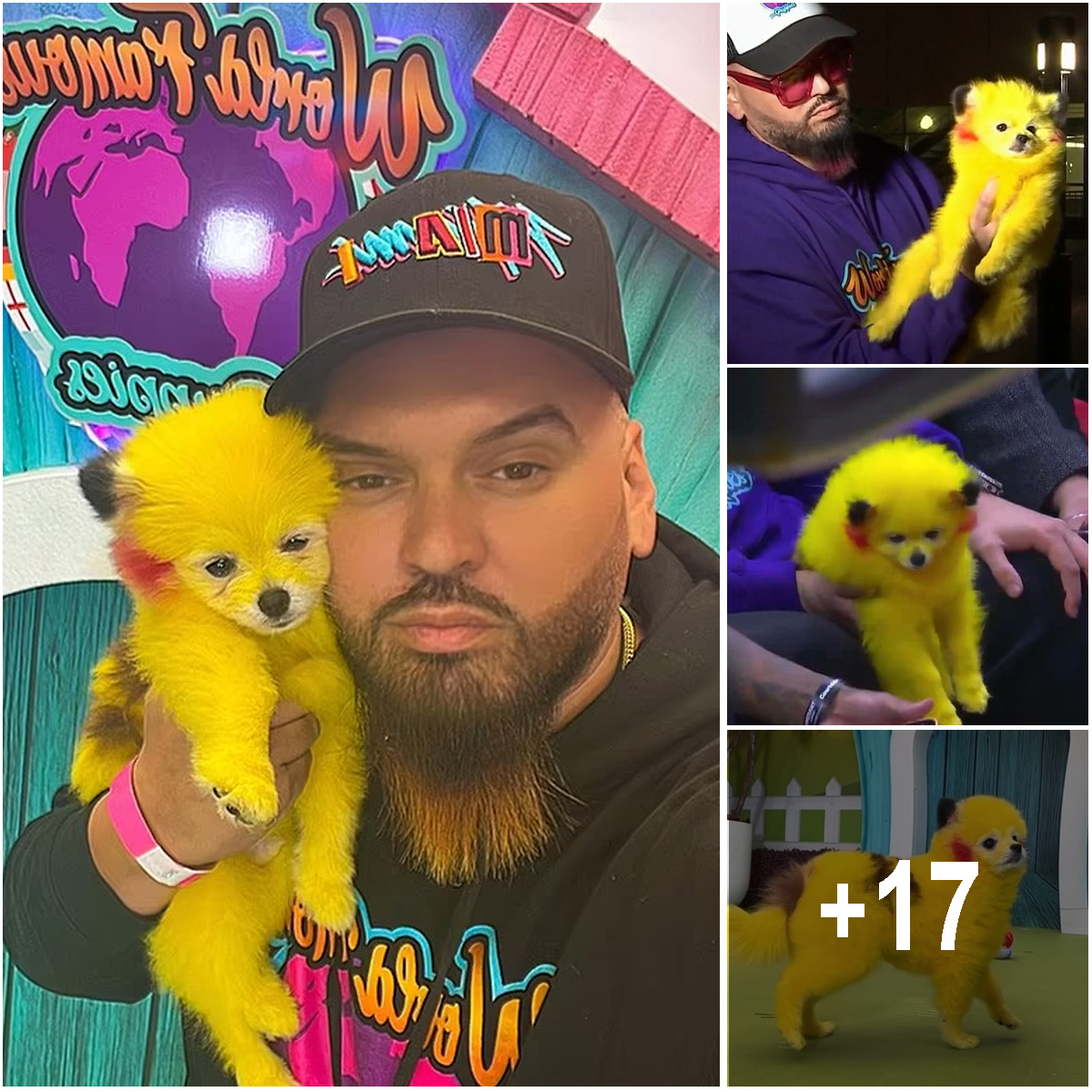 Miami Puppy Dog Store Owner Fined For Dyeing His Pomeranian Red And 