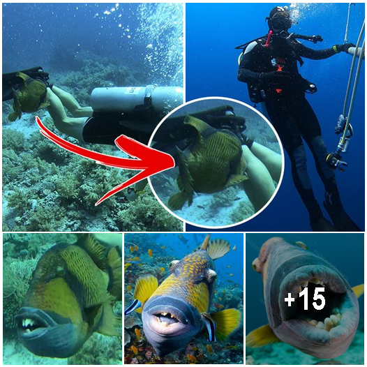 Terrifying Creepy-looking Fish With ‘human Teeth’ Chases Diver And 