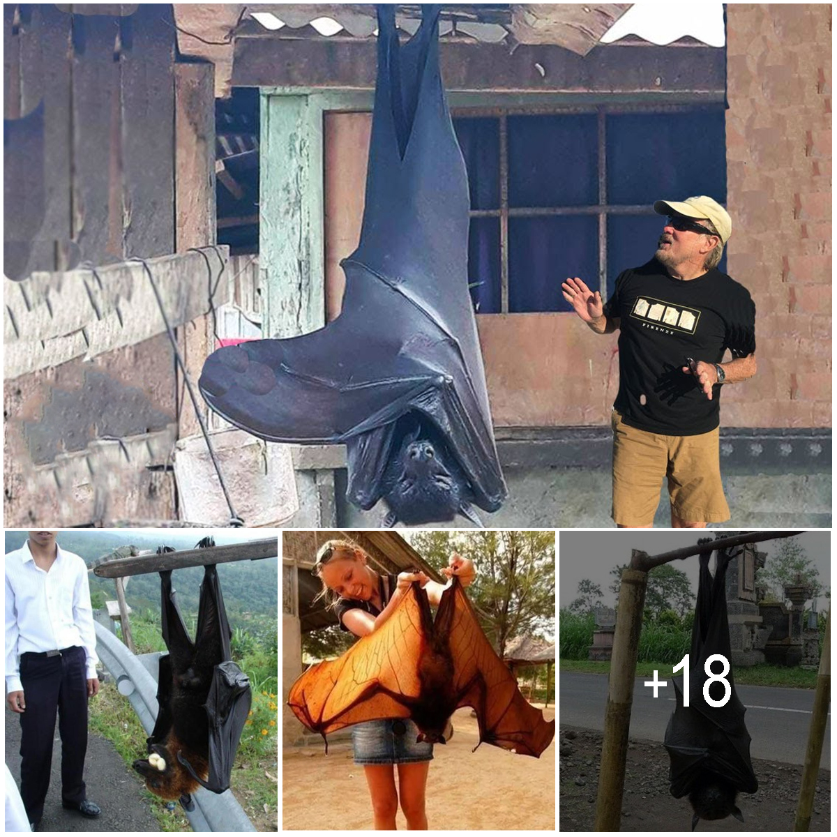 The Giant Golden-Crowned Flying Fox, The Largest Bat In The World