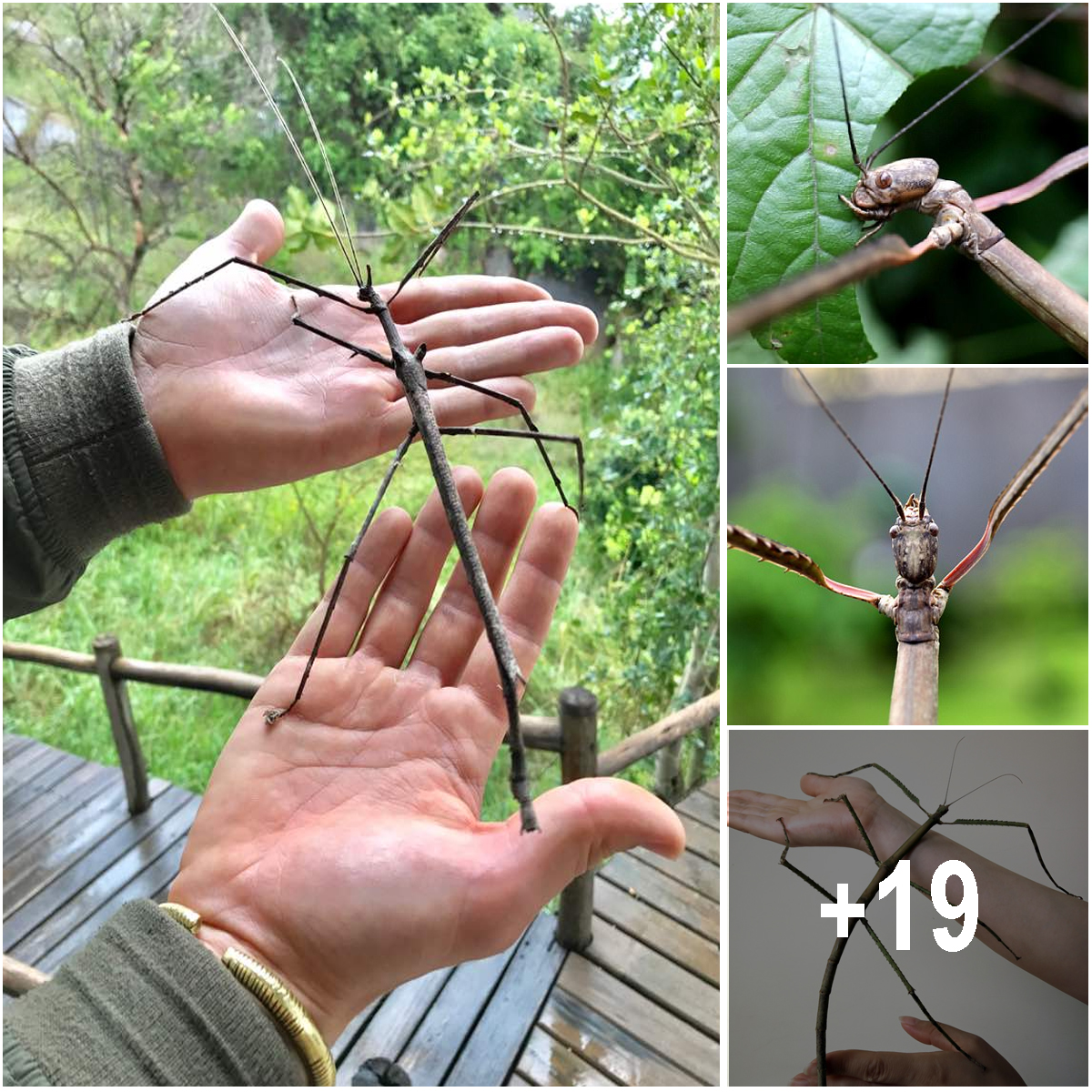 world-s-longest-insect-is-twice-the-length-of-your-worst-nightmare