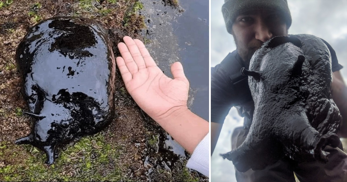 Is this the CREEPIEST animal ever? Man discovers massive black slug as ...