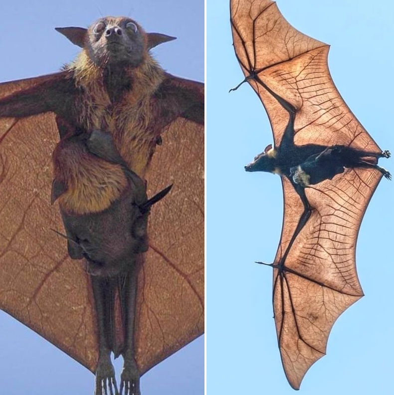 The Giant Golden Crowned Flying Fox The Largest Bat In The Wor Media 