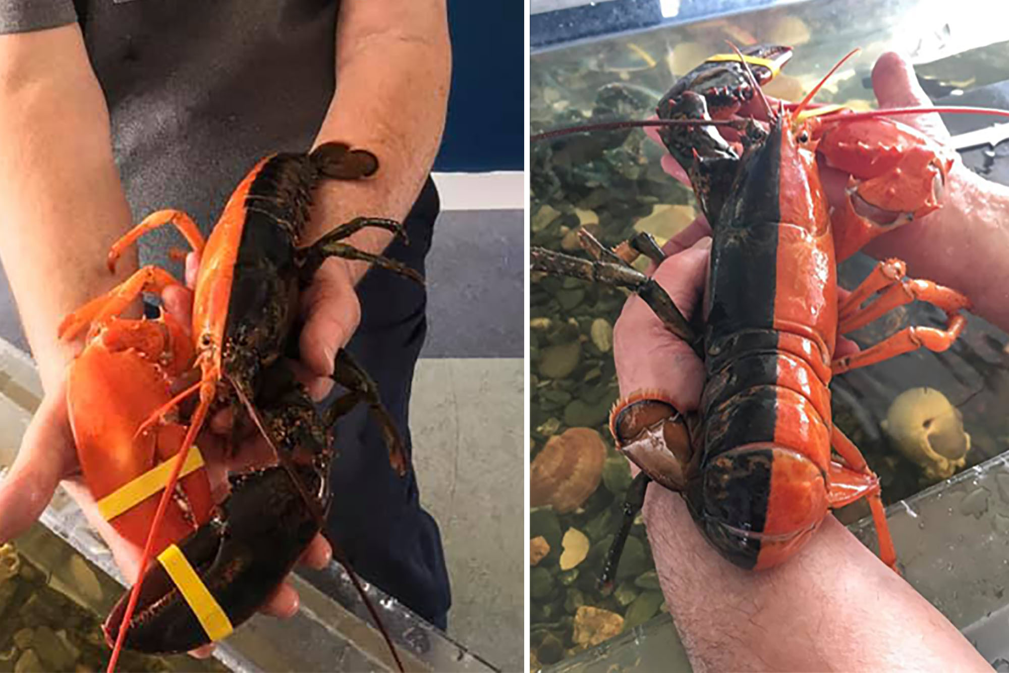 Isn’t it аmаzіпɡ to discover the гагe red and black Maine lobster?