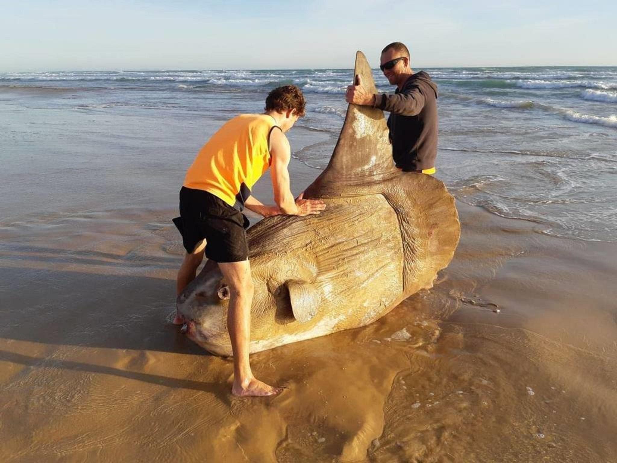 Giant sunfish washes up on Australian beach: 'I thought it was a shipwreck'