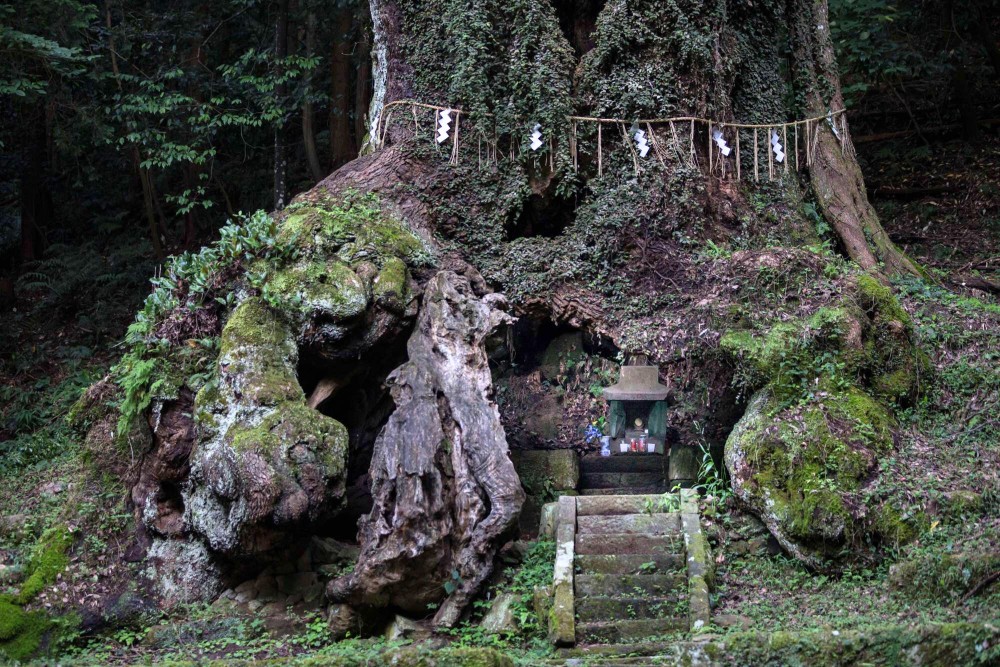 3,000-year-old sacred tree in Japan with a shrine inside. - Amazing Nature