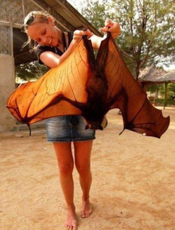 Human-sized bats are real and they love eating fruits.h - Puppy Blog