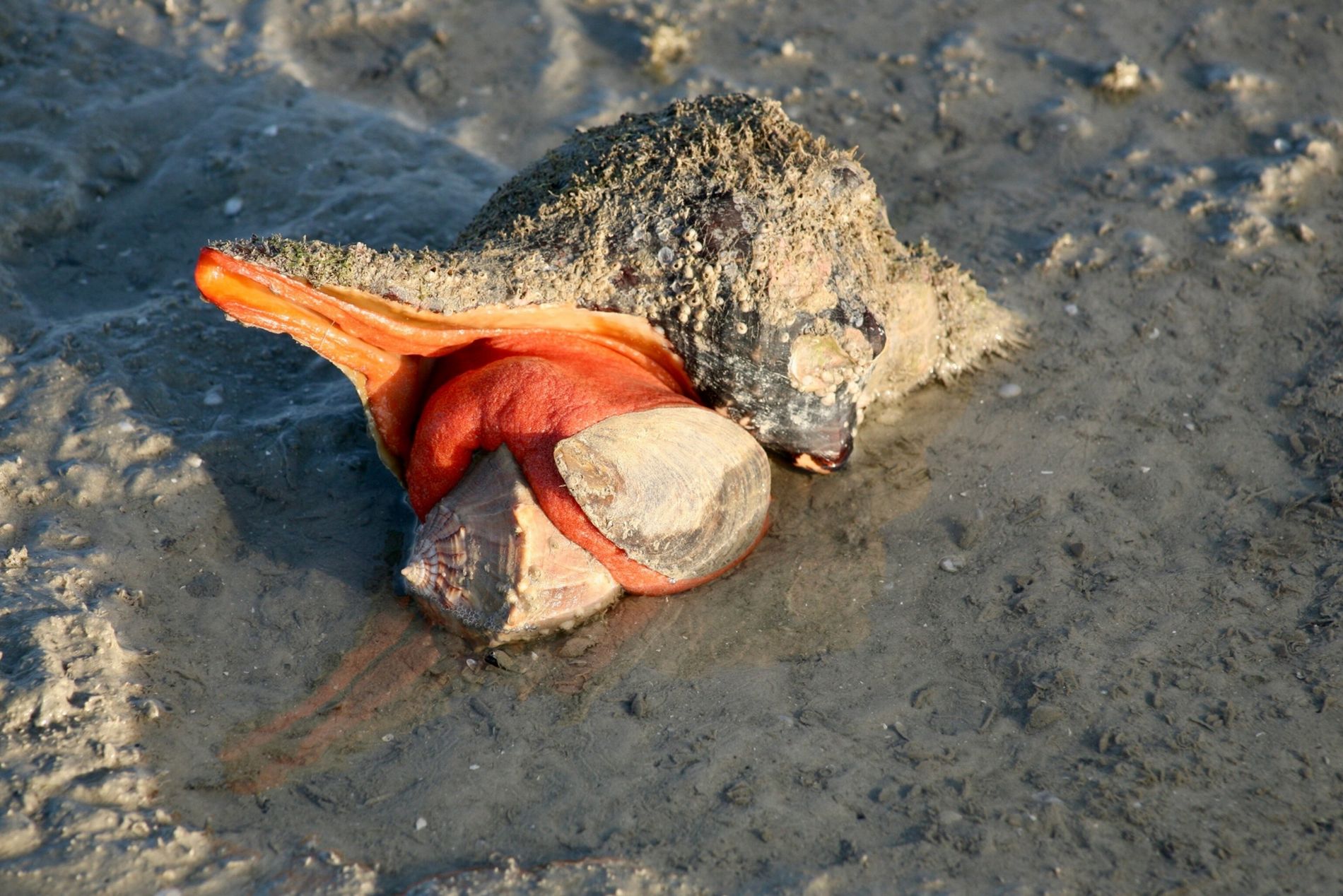 /1.One of the World's Largest Sea Snails is Facing Extinction (Video)