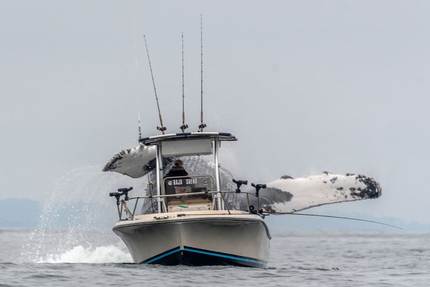 Stunning footage shows moment humpback whale jumps out of water just