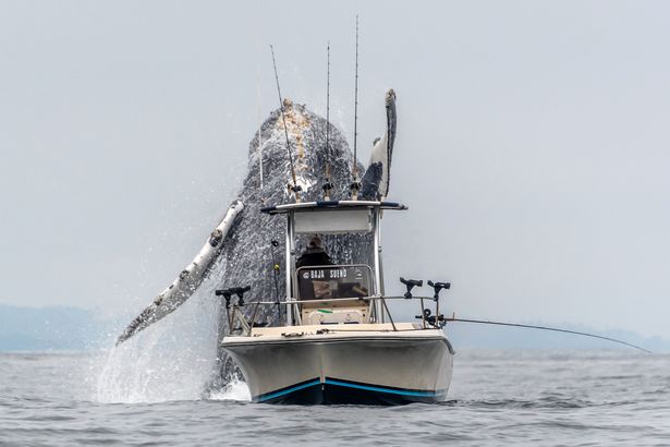 Stunning footage shows moment humpback whale jumps out of water just