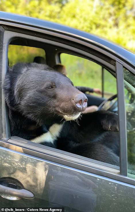 Toptyzhka enjoys playing with his seatbelt and turning the car's lights off and on with his nose