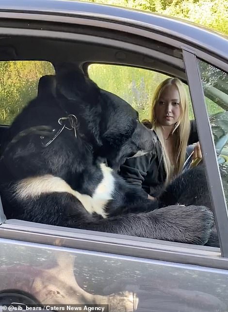 The bear's owner, Maya Kirsanova, said she needed help