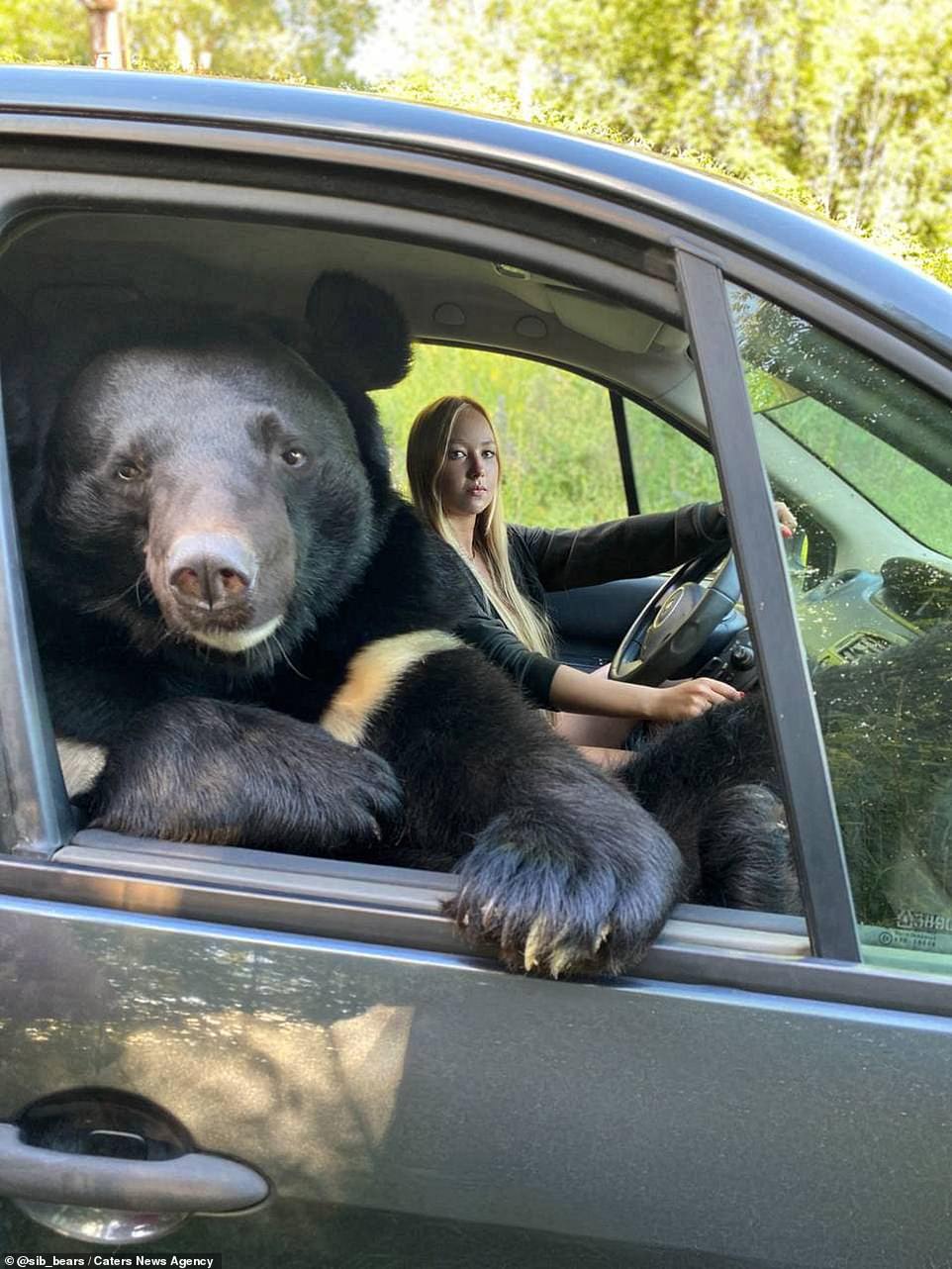 A large bear is travelling in style, being driven around the Russian city of Novosibirsk by its human companion