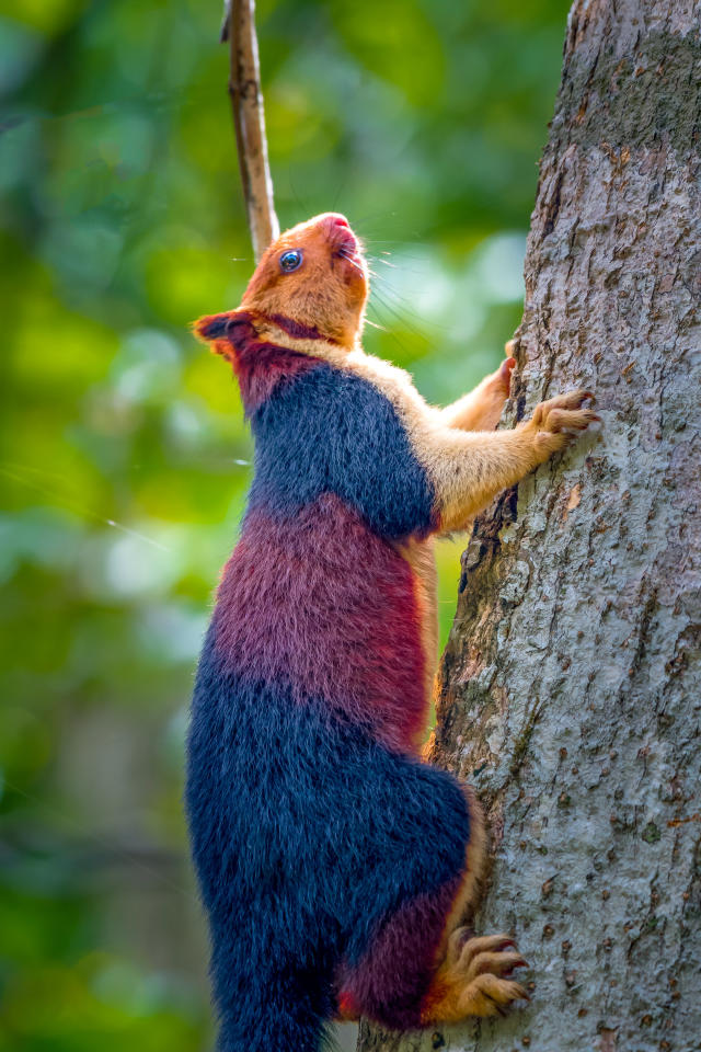 Amazing images capture giant multi-coloured squirrels