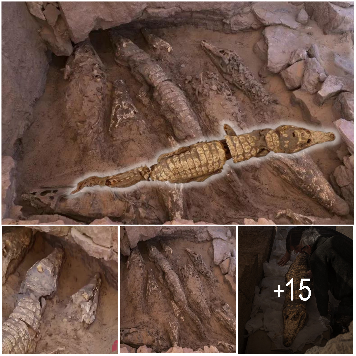 Archaeologists Unearth 2,500-Year-Old Crocodile Mummies In Egyptian ...