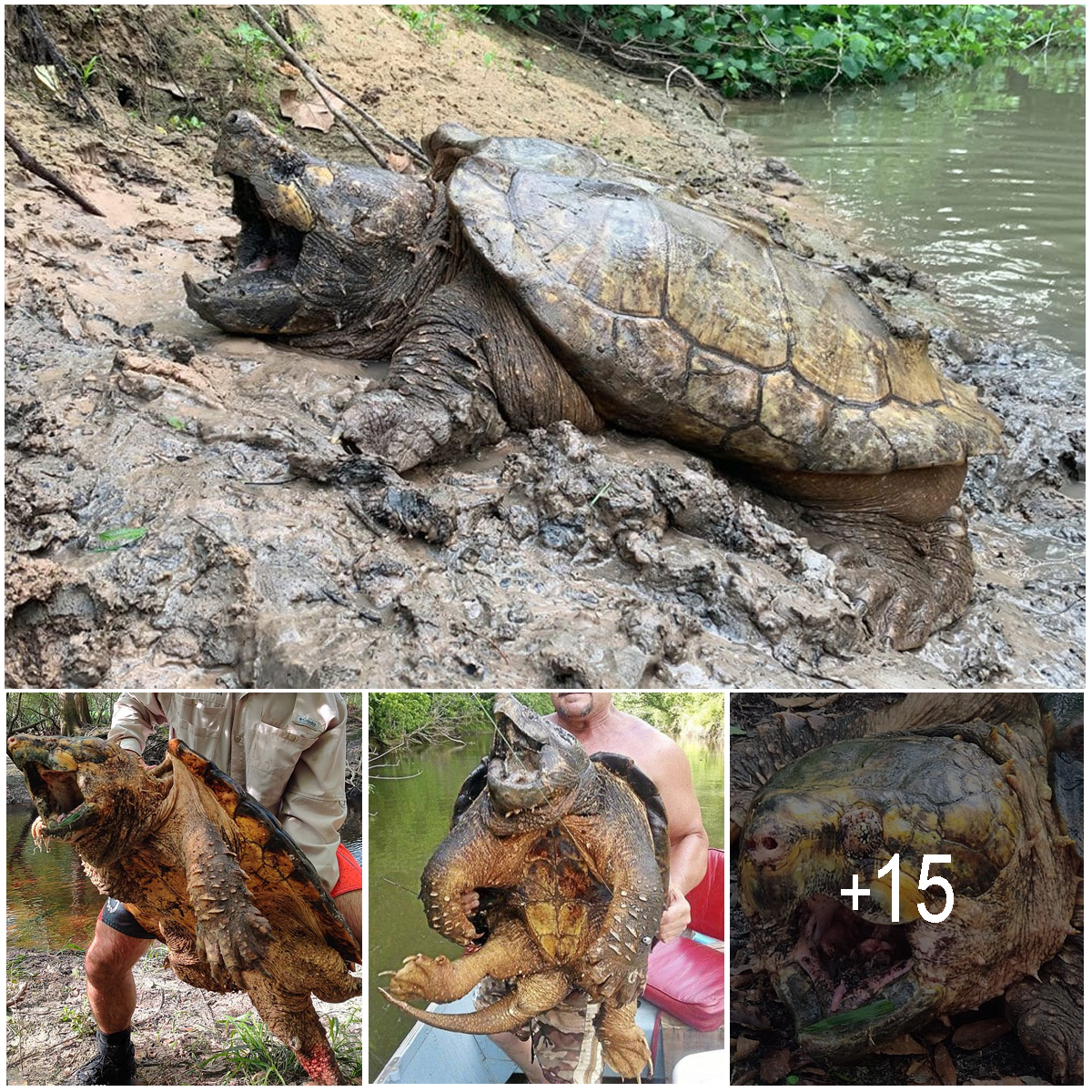 Largest Ever 100-Pound Snapping Turtle Captured in Florida, Photos Revealed