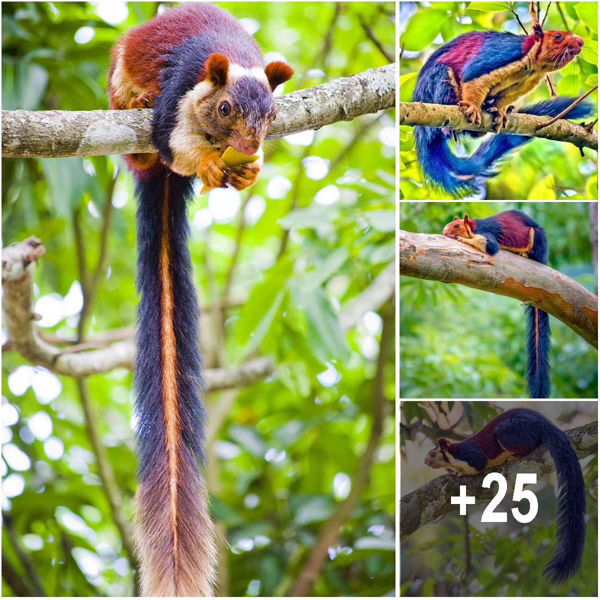 Meet the Malabar giant squirrel, the squirrel so colorful people can’t