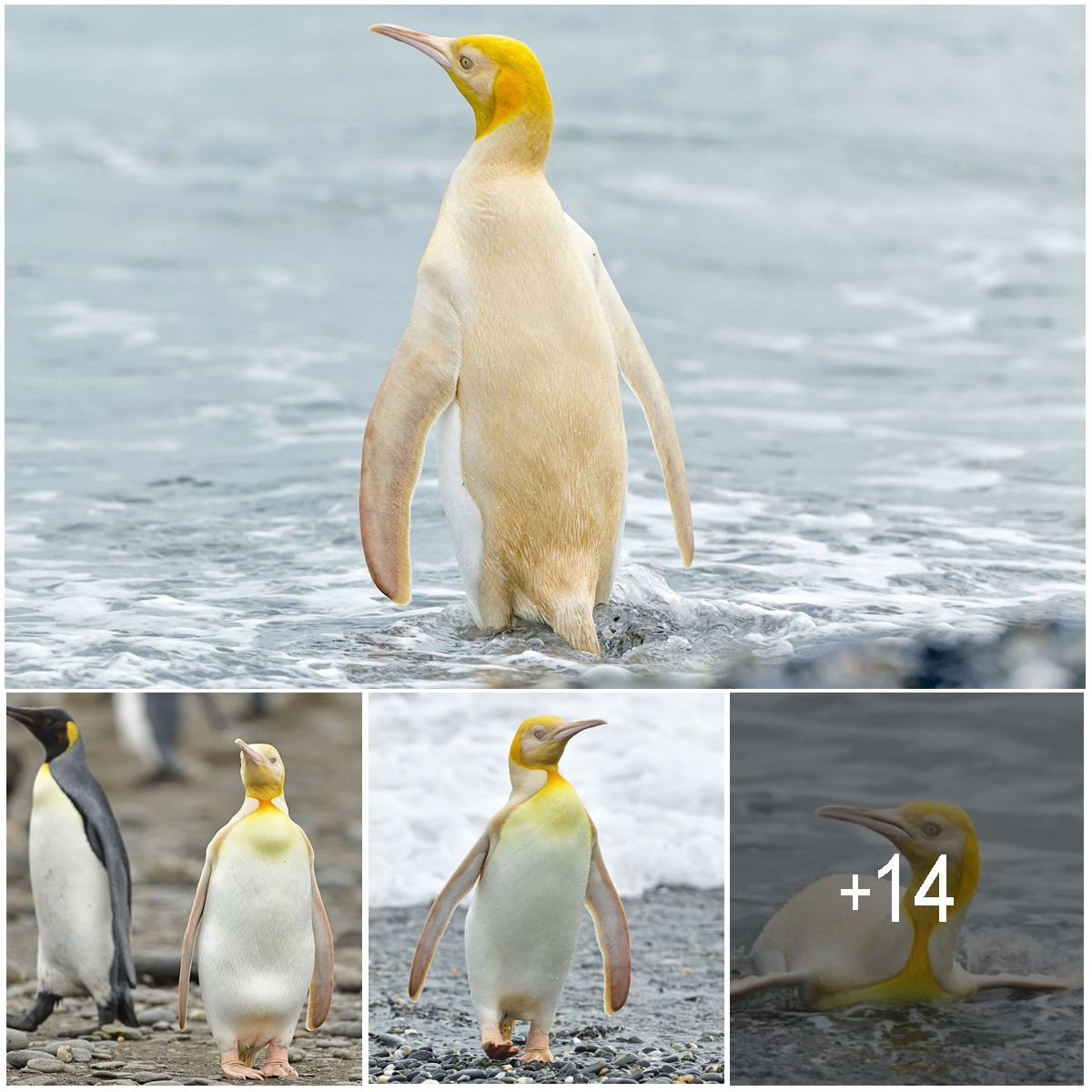 There’s a rare yellow penguin on South Georgia island, and biologists ...