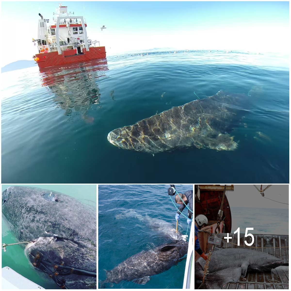 This 512-Year-Old GreenLand Shark Is The Oldest Living Vertebrate On ...