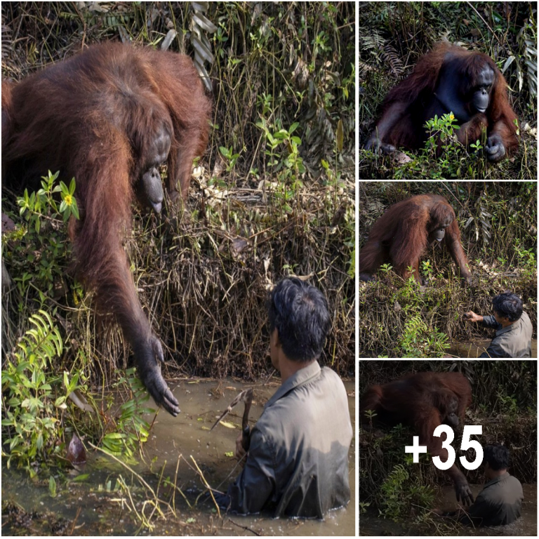 Touching Images Show Orangutan Reaching Out To Save Man’s Life Thinking ...