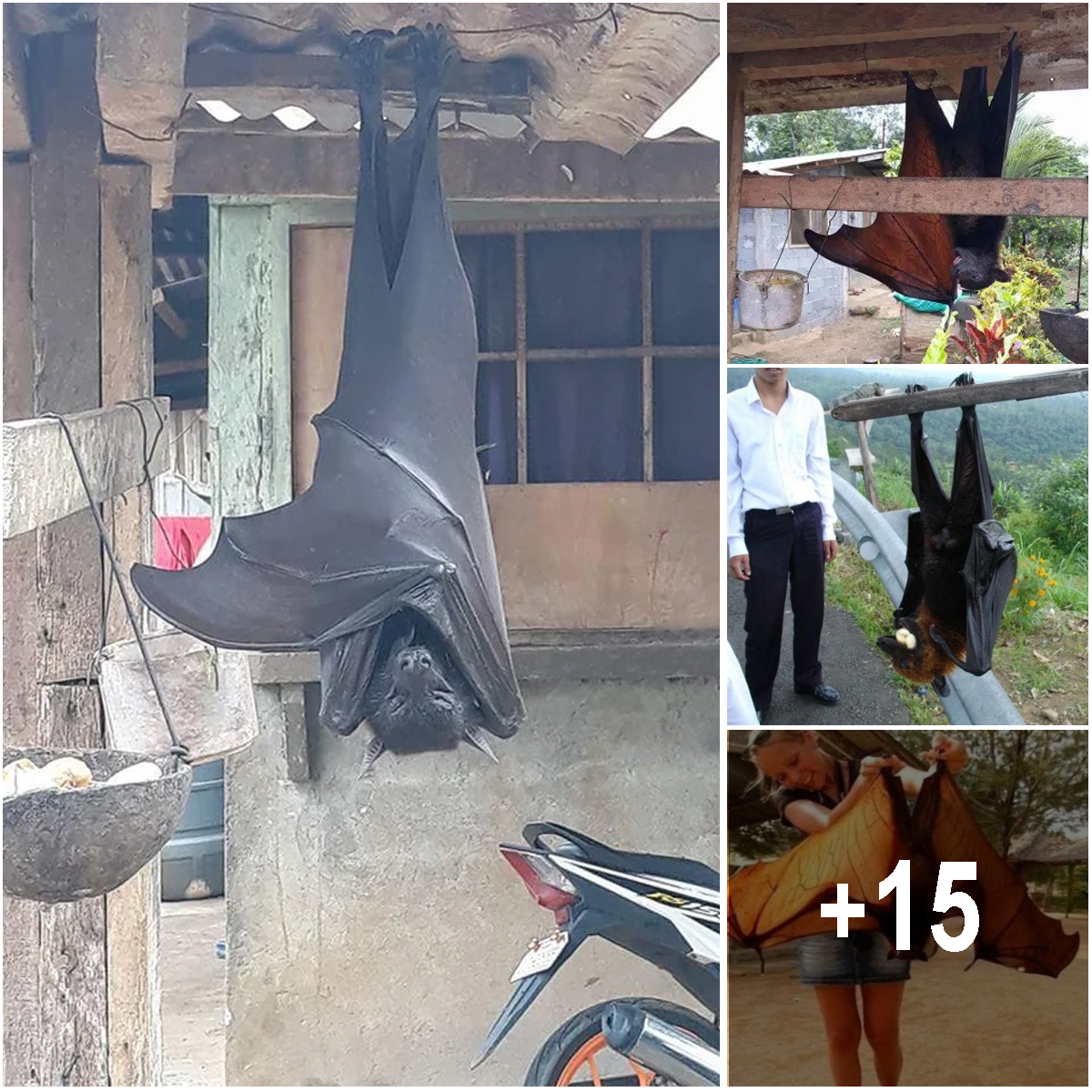 What do you do when you see a Flying Fox in your backyard? (The ...