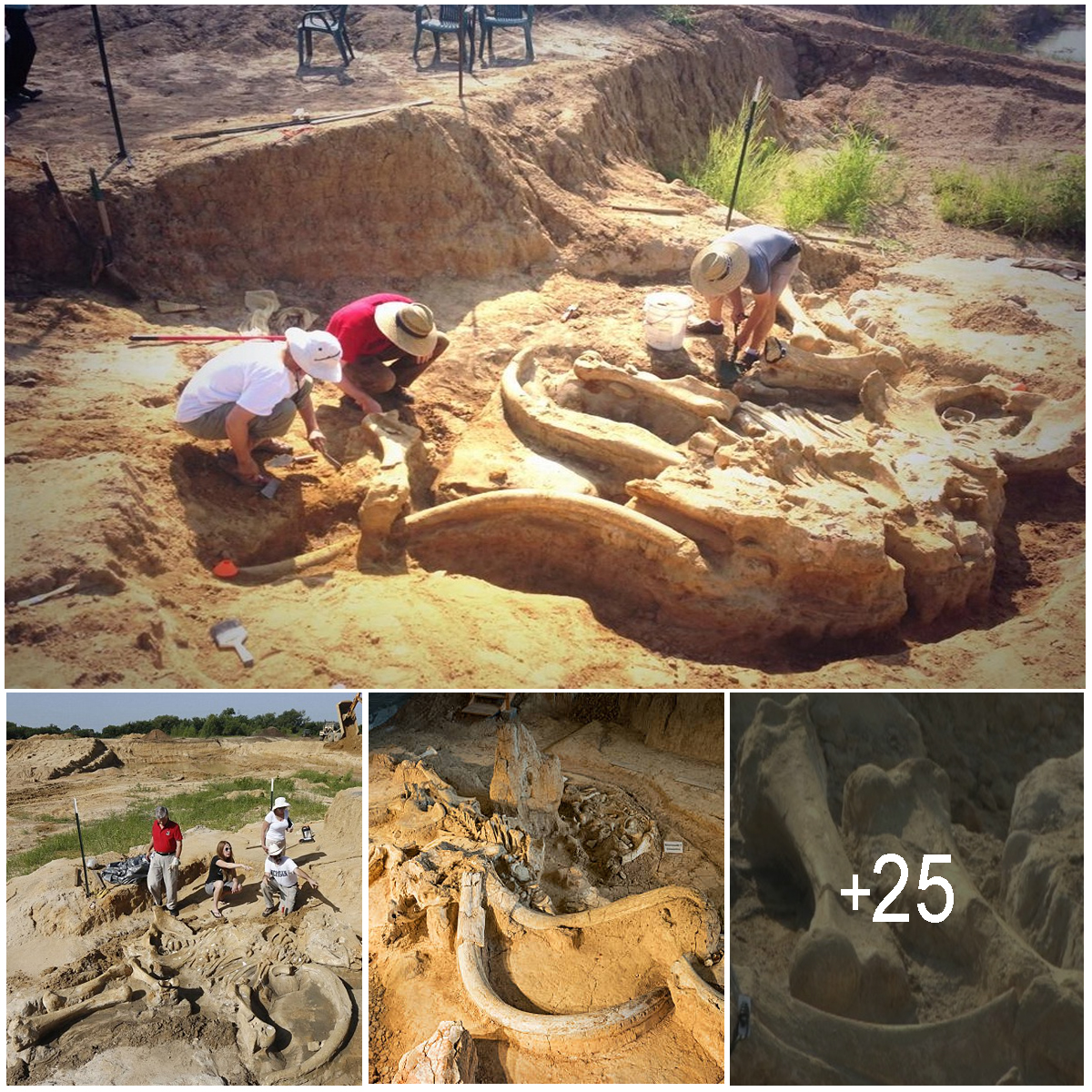 60,000-Year-Old Mammoth Fossil Found Intact by Texas Family on their ...