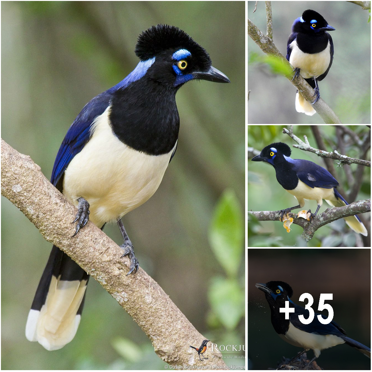 Captivating Beauty Unveiled: Exploring the Enigmatic Plush-Crested Jay 