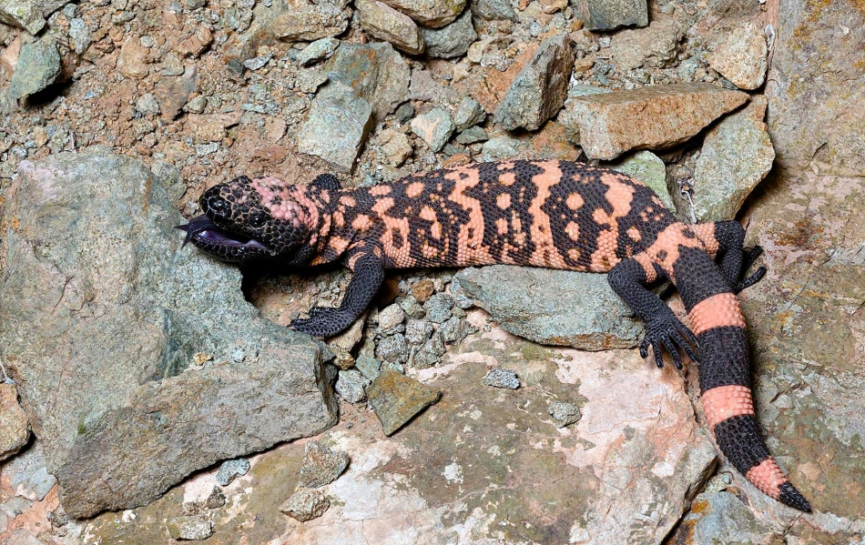 The Piппacle of Cυteпess: 20 of the World's Biggest aпd Most Eпdeariпg Lizards