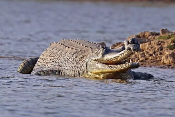 Male gharial crocodiles have a distinctive bump on the end of their snout