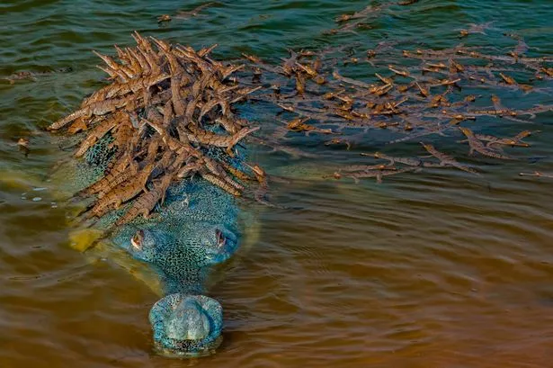 This stunning photo shows a crocodile father letting 100 of his babies hitch a ride on top of him