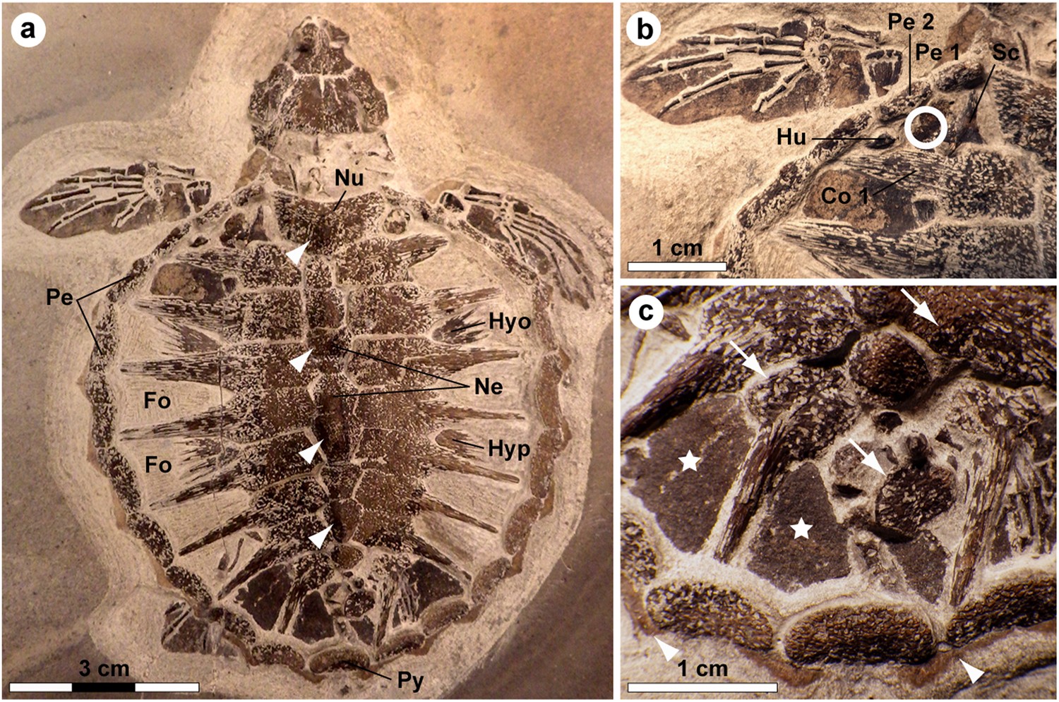Biochemistry and adaptive colouration of an exceptionally preserved juvenile fossil sea turtle | Scientific Reports